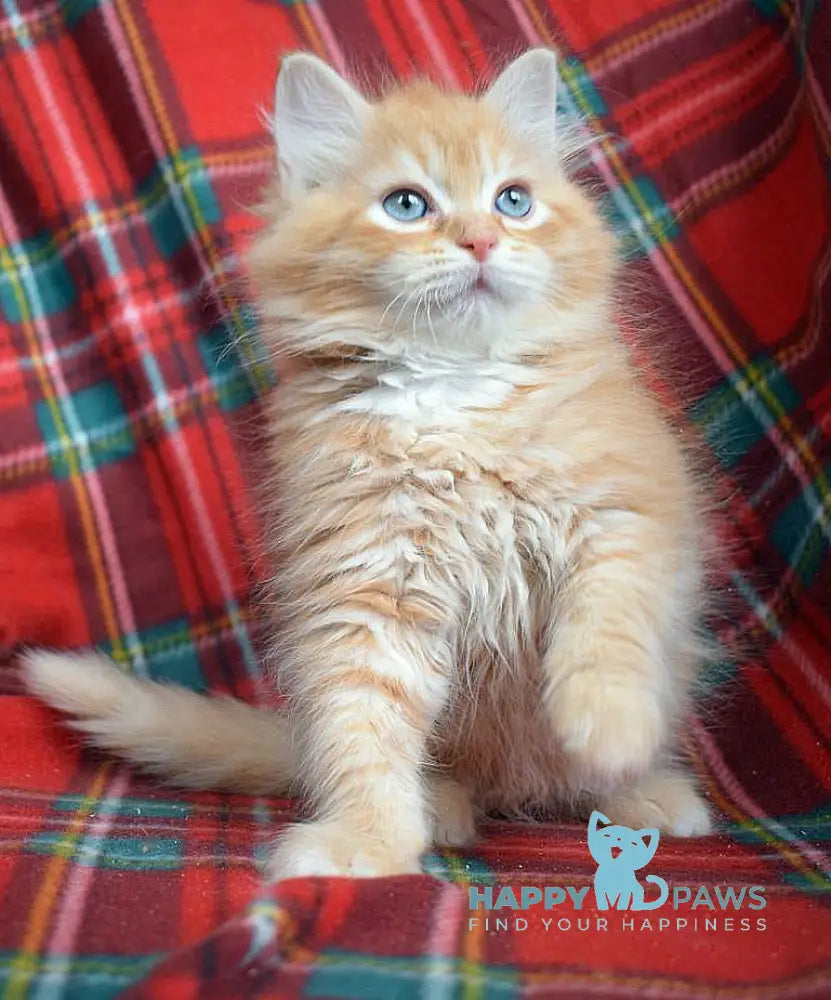Ratched Siberian male red tabby live animals