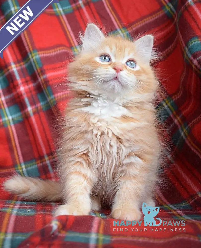 Ratched Siberian male red tabby live animals