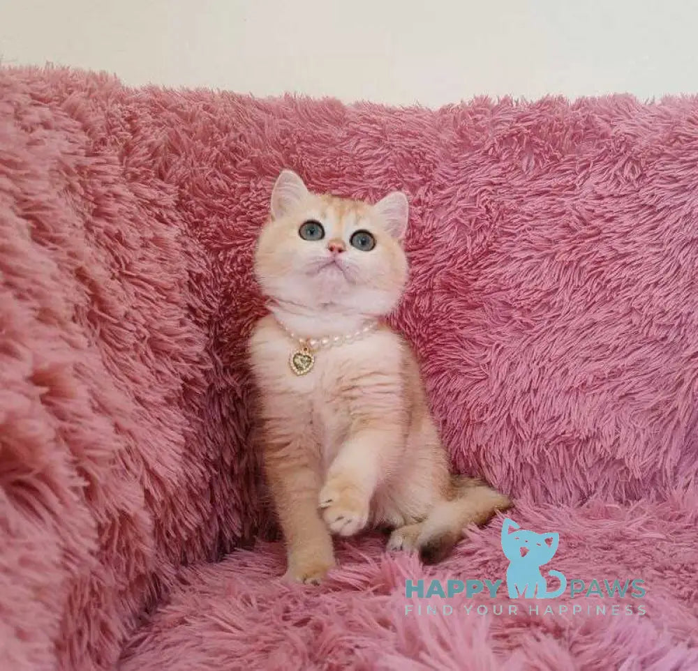 Ratycia British Shorthair female black golden chinchilla live animals