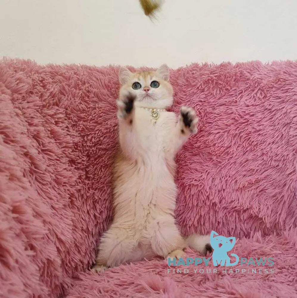 Ratycia British Shorthair female black golden chinchilla live animals