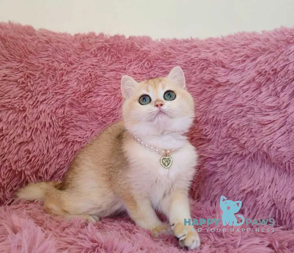Ratycia British Shorthair female black golden chinchilla live animals