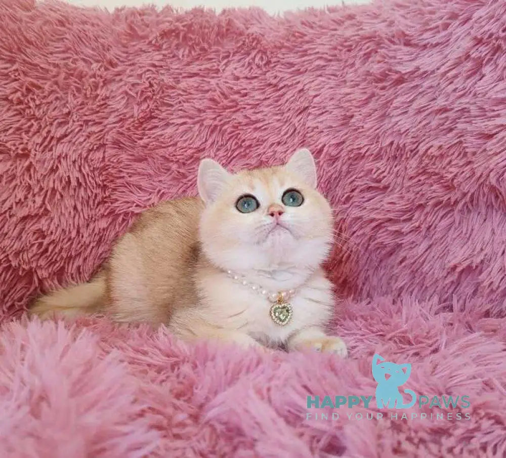 Ratycia British Shorthair female black golden chinchilla live animals