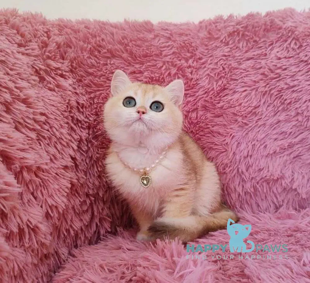 Ratycia British Shorthair female black golden chinchilla live animals
