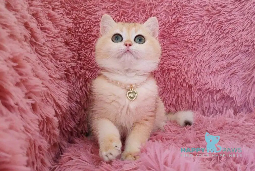 Ratycia British Shorthair female black golden chinchilla live animals