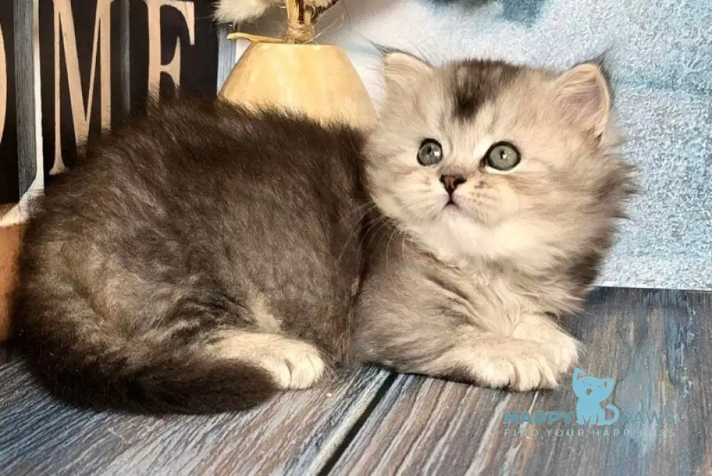Ravelle Munchkin male black silver ticked tabby live animals