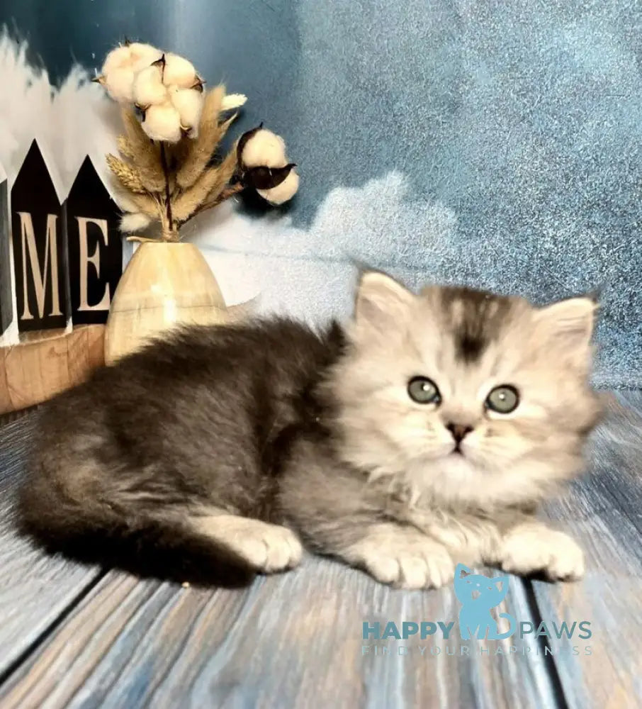 Ravelle Munchkin male black silver ticked tabby live animals