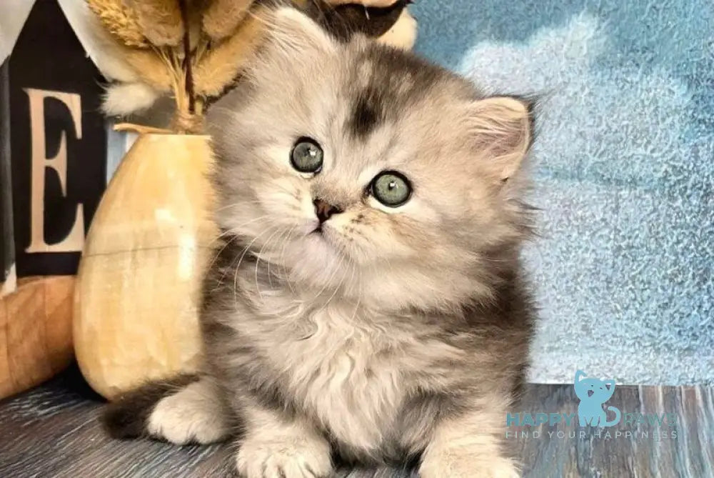 Ravelle Munchkin male black silver ticked tabby live animals