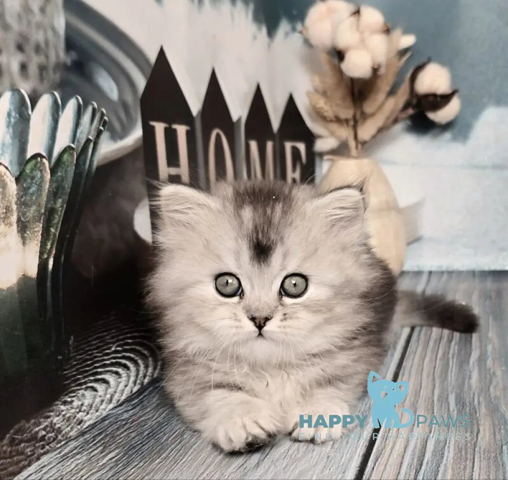 Ravelle Munchkin male black silver ticked tabby live animals