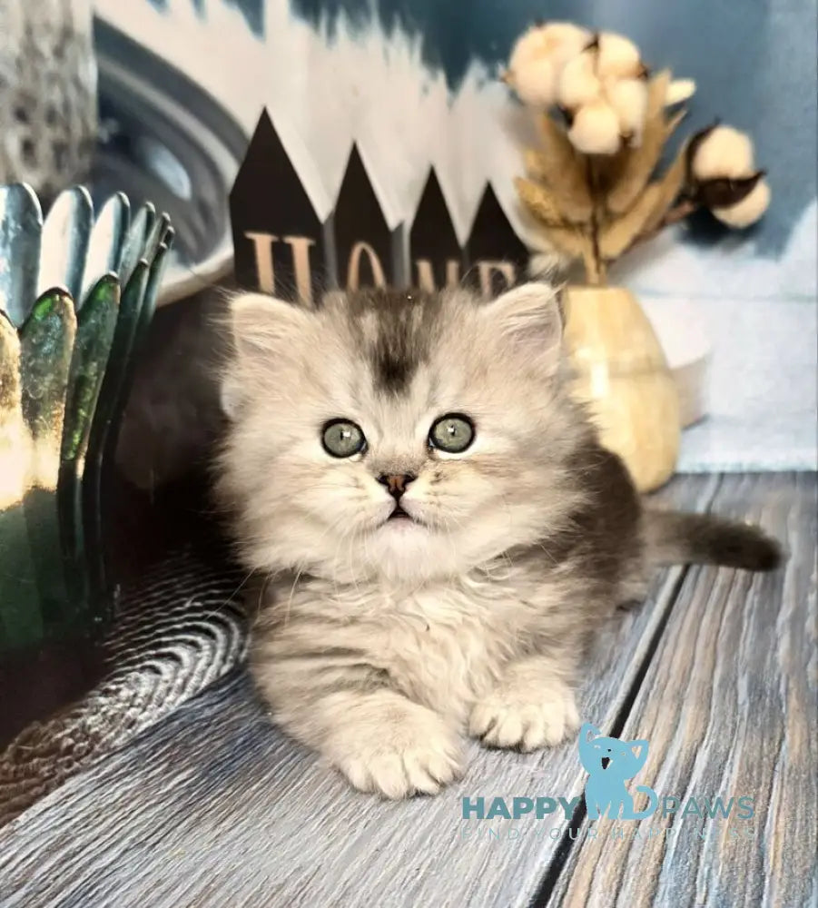 Ravelle Munchkin male black silver ticked tabby live animals