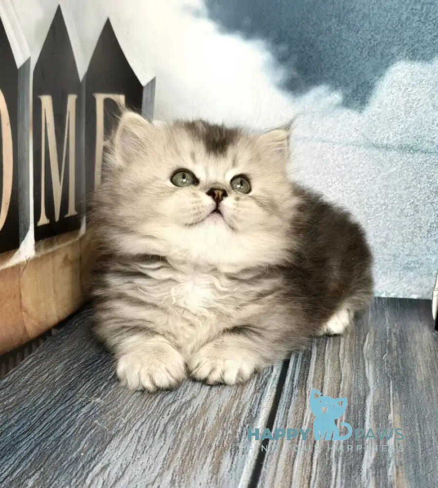 Ravelle Munchkin male black silver ticked tabby live animals