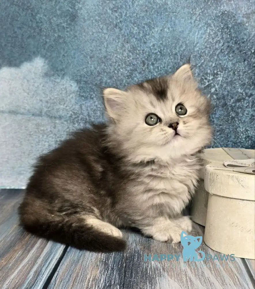 Ravelle Munchkin male black silver ticked tabby live animals