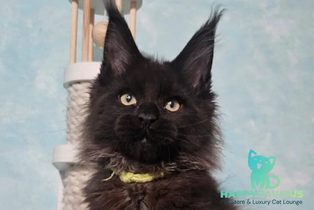 Raven Maine Coon male black live animals