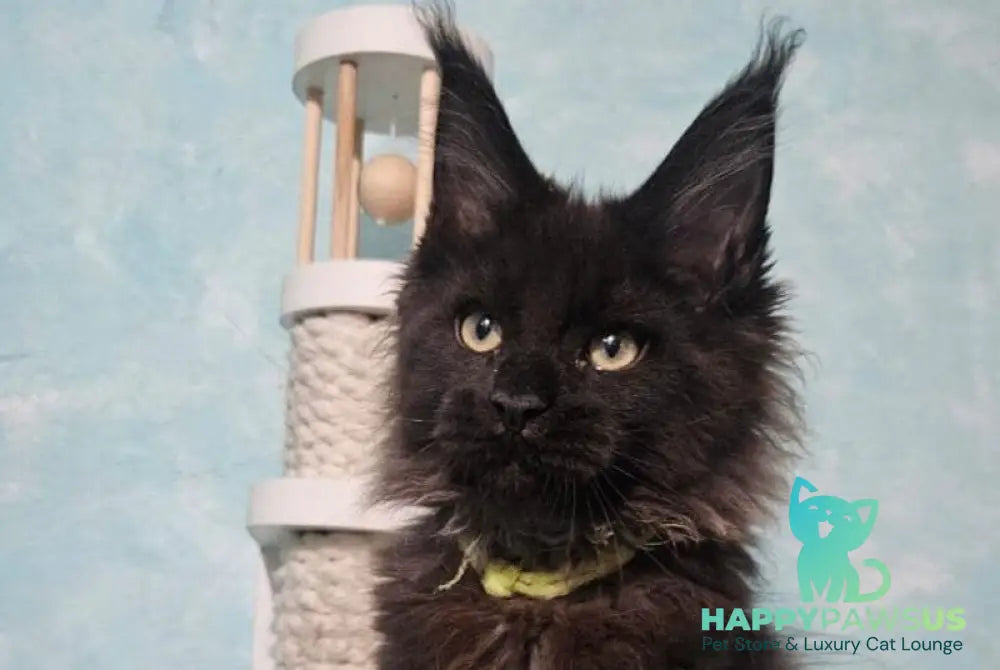 Raven Maine Coon male black live animals