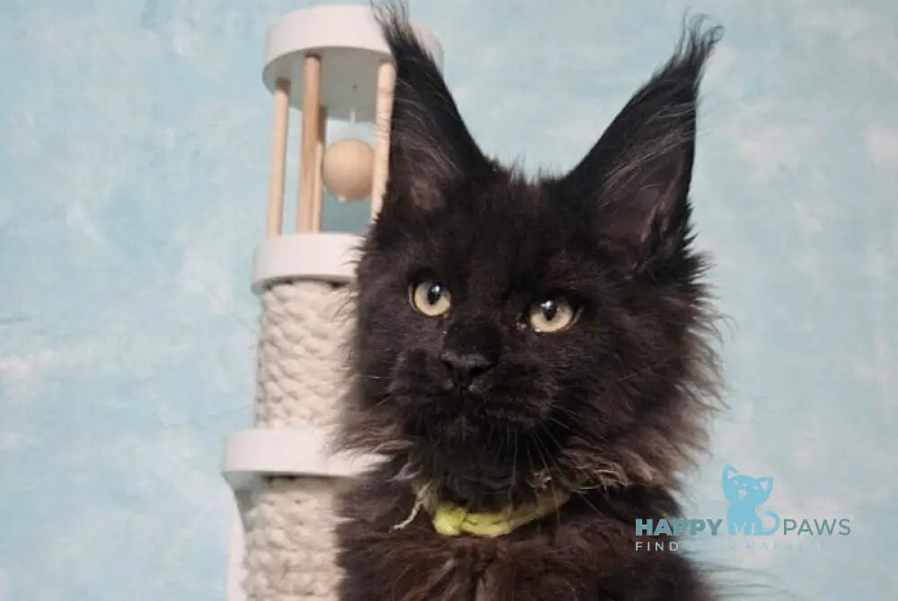 Raven Maine Coon male black live animals