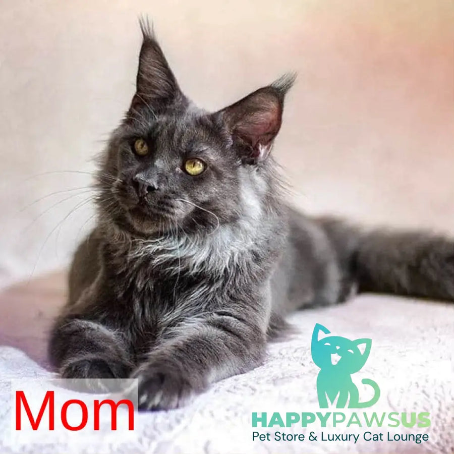 Raven Maine Coon male black silver live animals