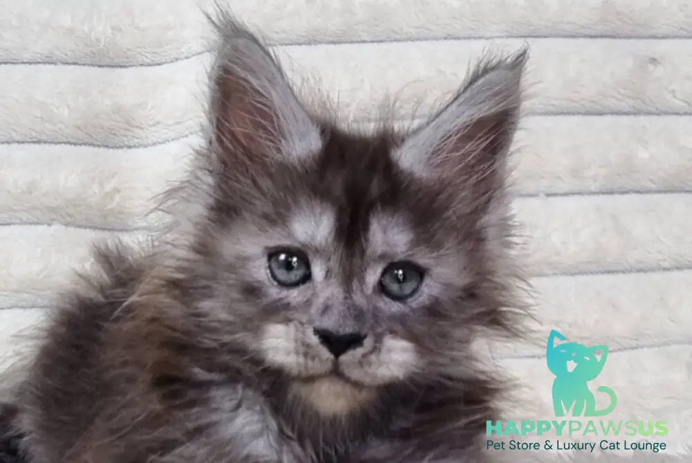 Raven Maine Coon male black silver live animals