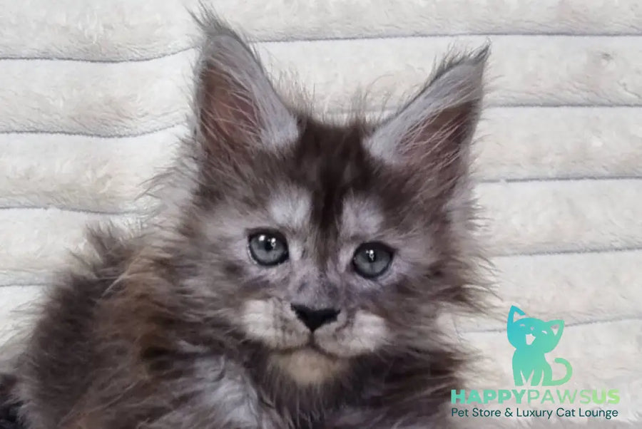 Raven Maine Coon male black silver live animals