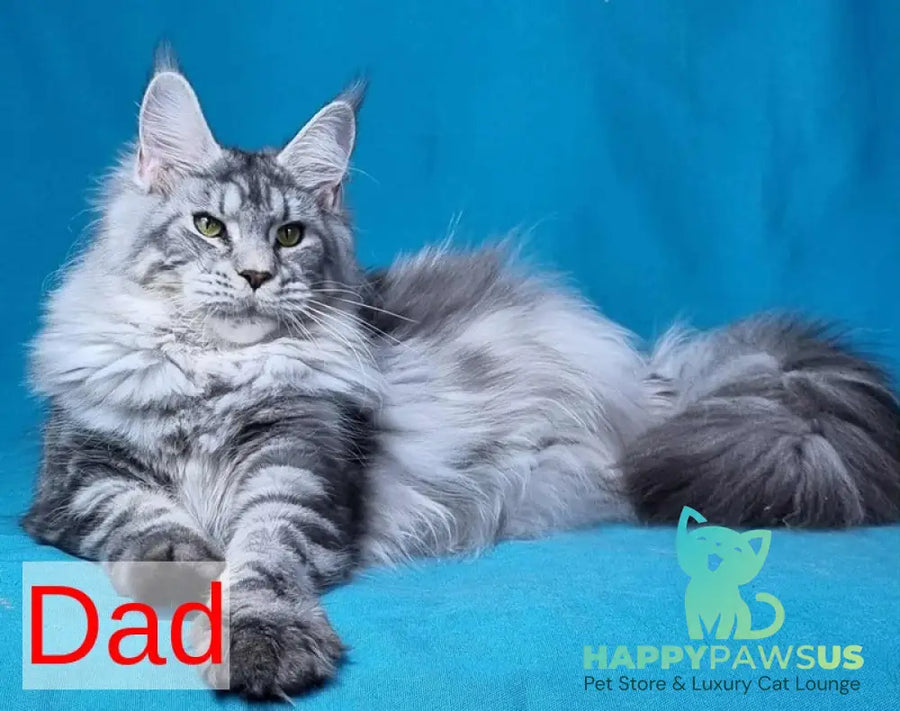 Raven Maine Coon male black silver live animals