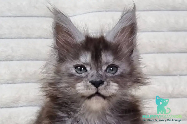 Raven Maine Coon male black silver live animals