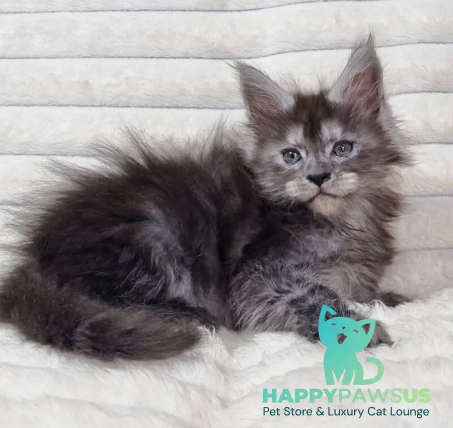 Raven Maine Coon male black silver live animals