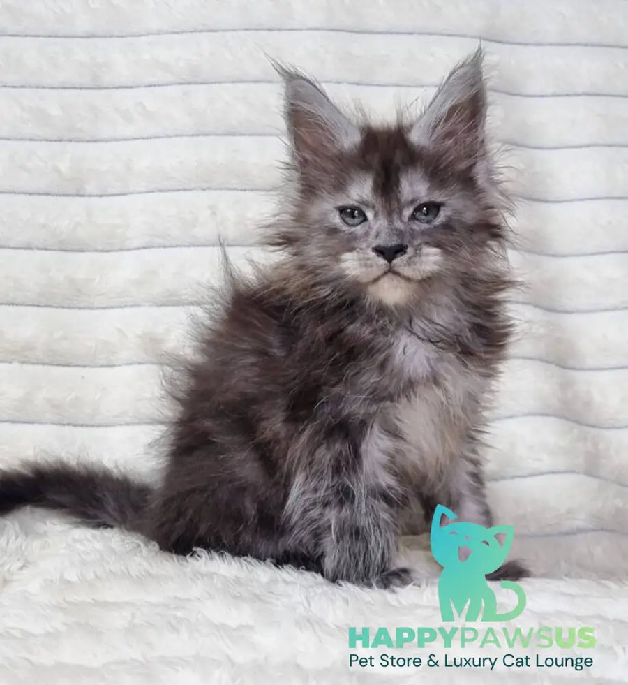 Raven Maine Coon male black silver live animals