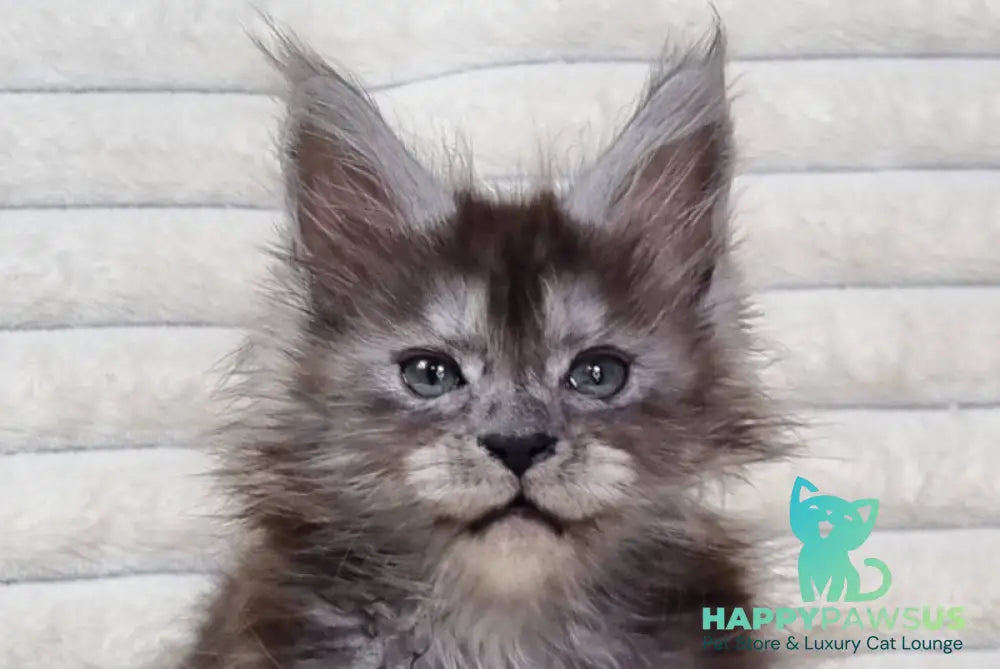 Raven Maine Coon male black silver live animals