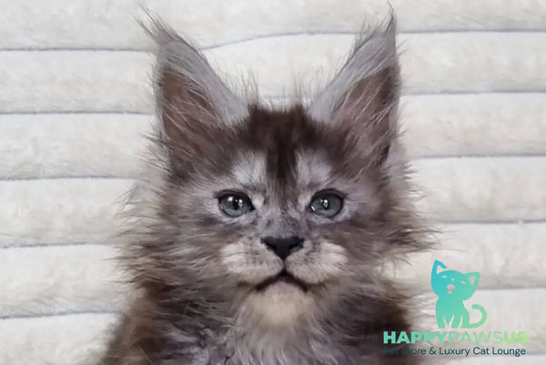 Raven Maine Coon male black silver live animals