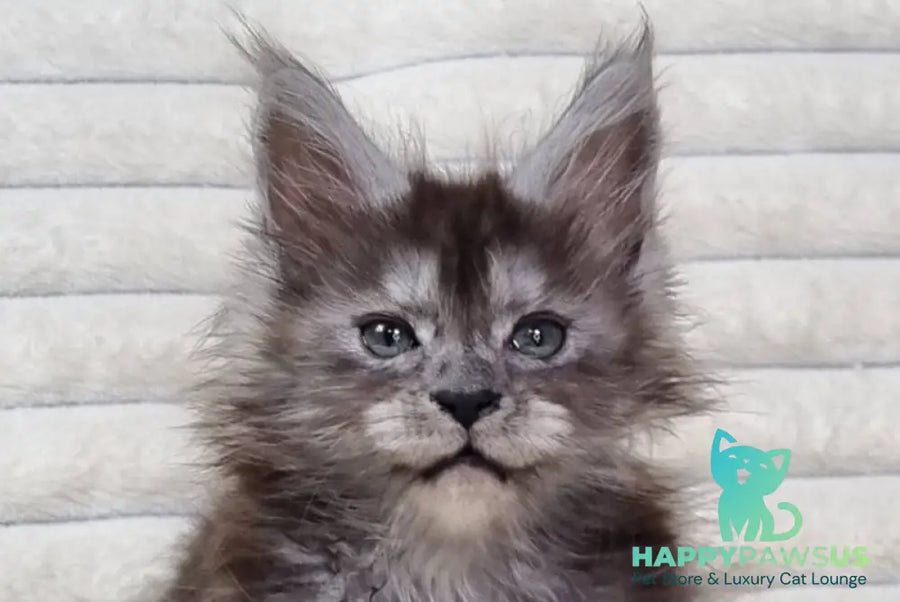Raven Maine Coon male black silver live animals