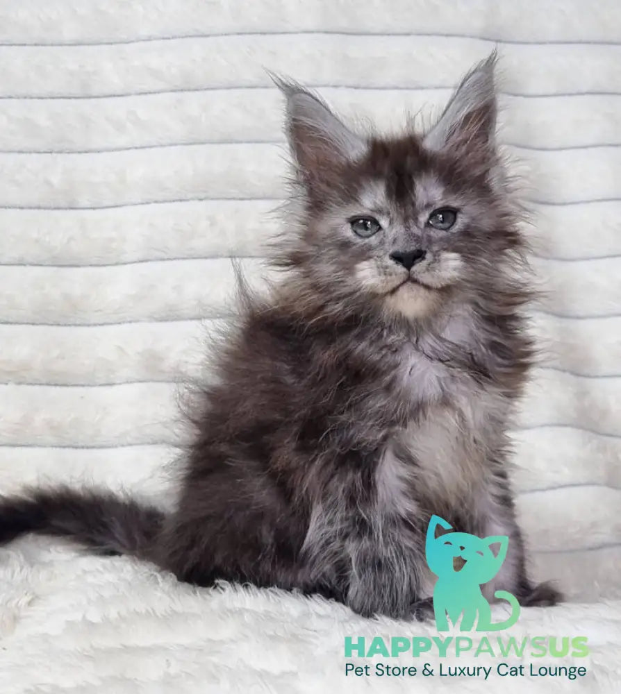 Raven Maine Coon male black silver live animals