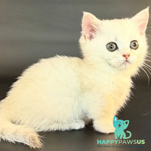 Raven Munchkin female black silver shaded - live animals