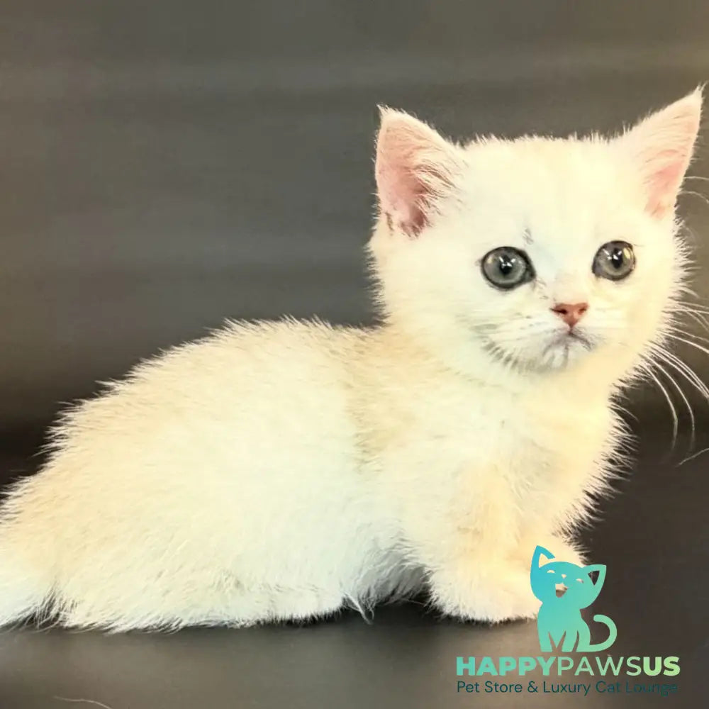 Raven Munchkin female black silver shaded - live animals
