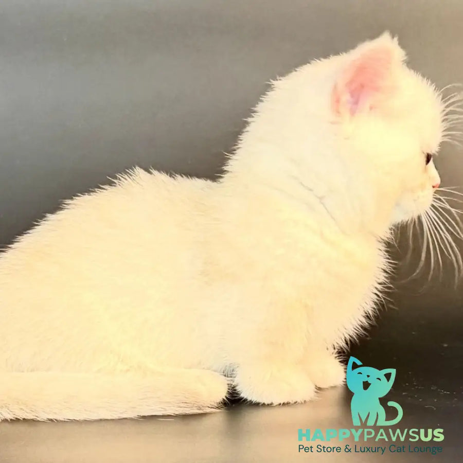 Raven Munchkin female black silver shaded - live animals