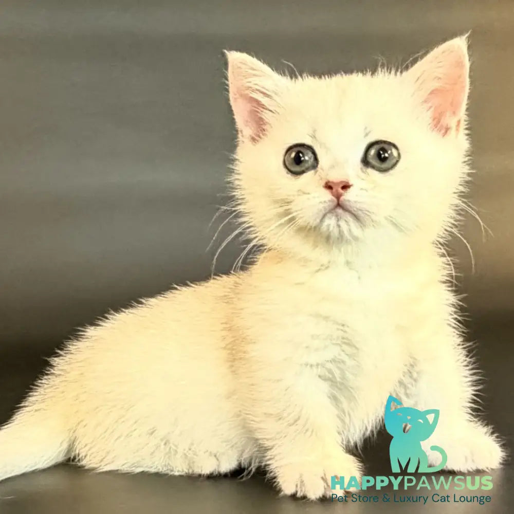Raven Munchkin female black silver shaded - live animals