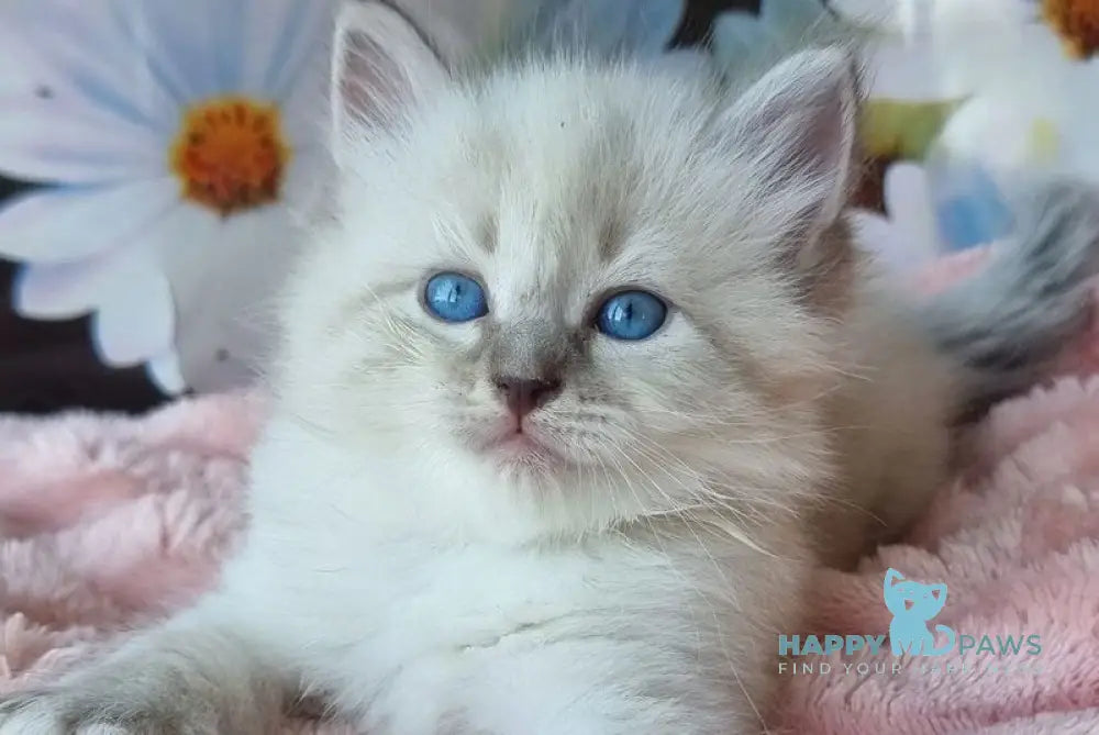 Raven Neva Masquerade female blue tabby pointed with white live animals