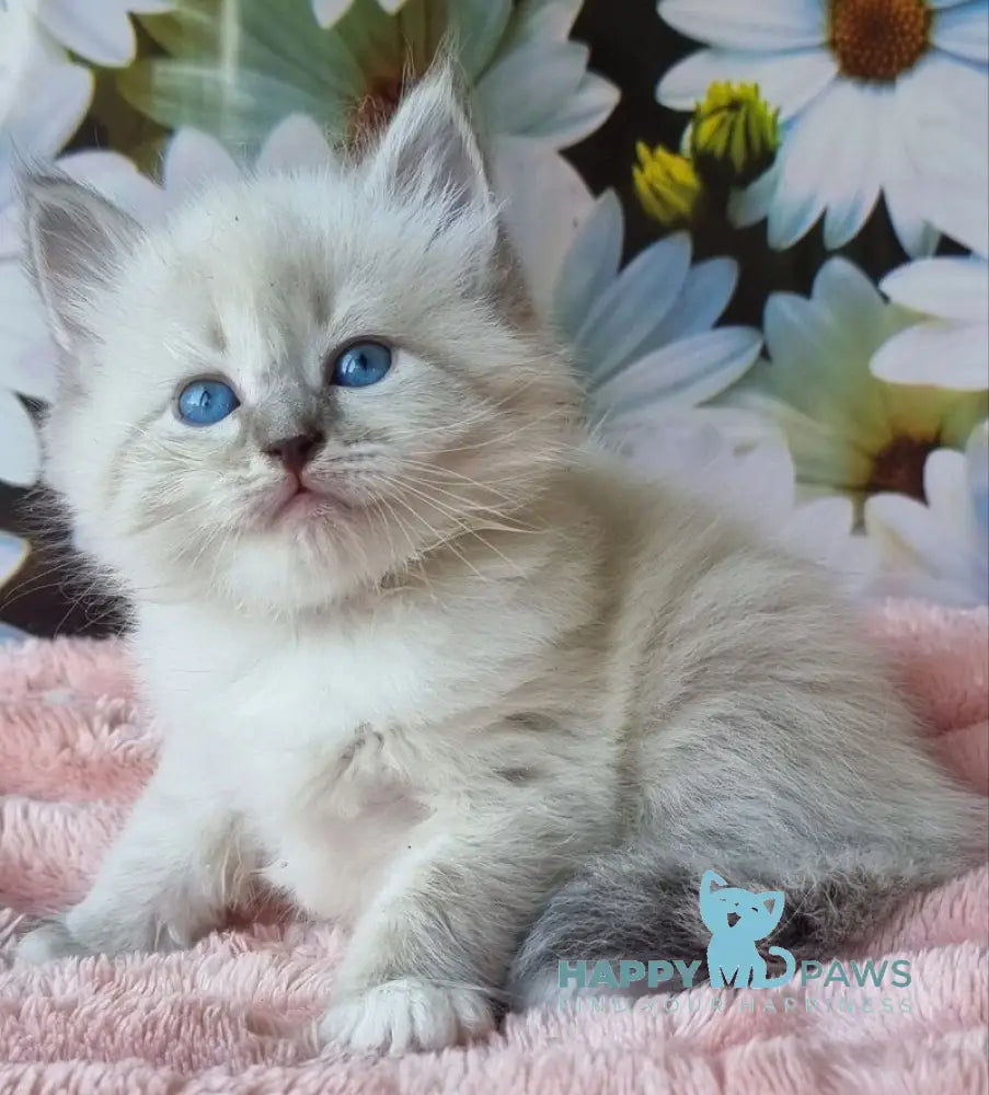 Raven Neva Masquerade female blue tabby pointed with white live animals