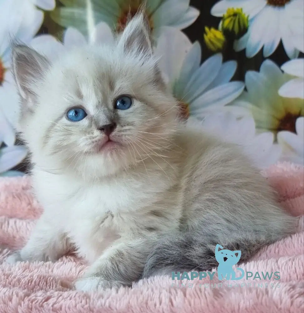 Raven Neva Masquerade female blue tabby pointed with white live animals