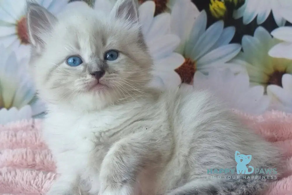Raven Neva Masquerade female blue tabby pointed with white live animals