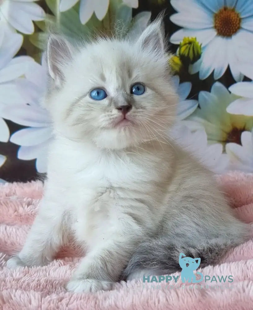 Raven Neva Masquerade female blue tabby pointed with white live animals