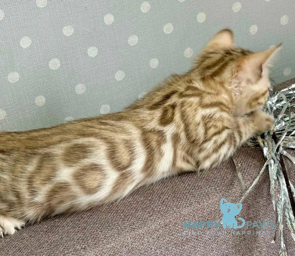 Ricky Bengal male black spotted tabby live animals