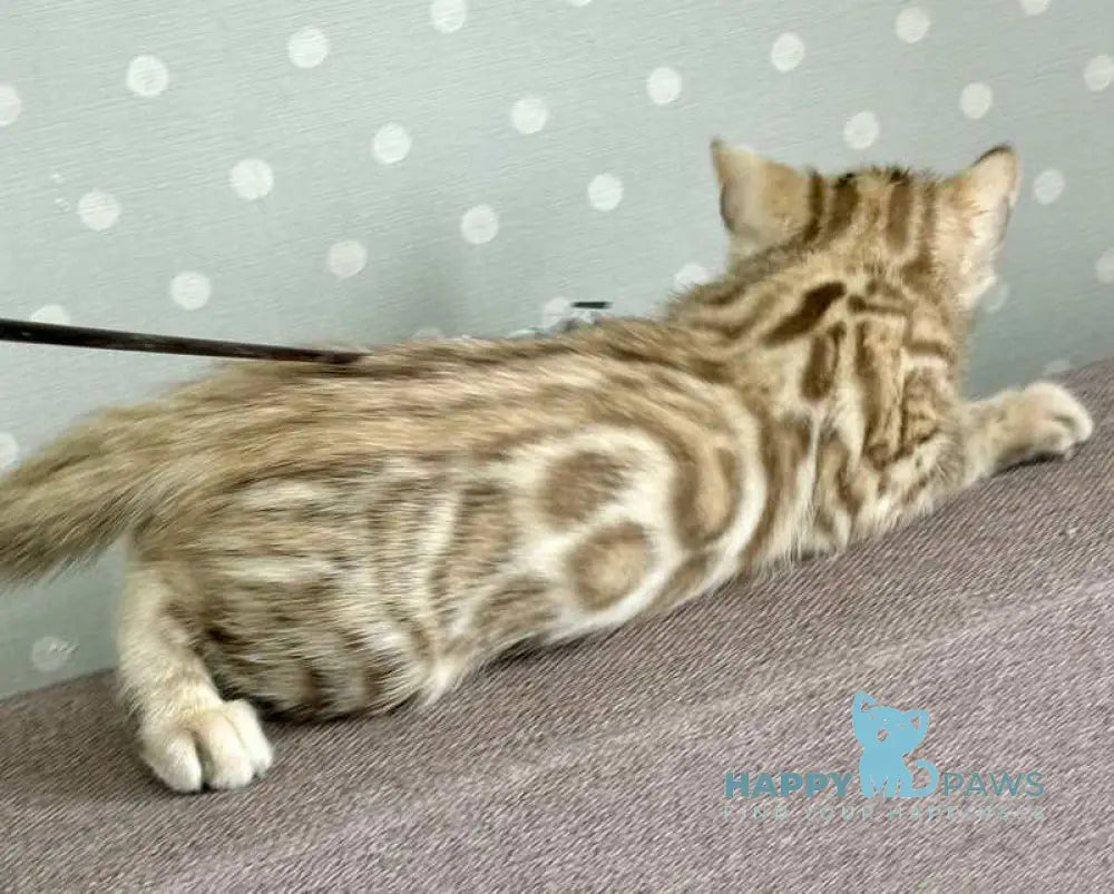 Ricky Bengal male black spotted tabby live animals