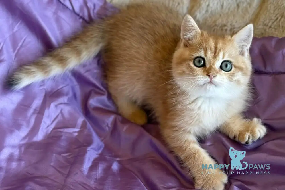 Ray British Shorthair male black golden spotted tabby live animals