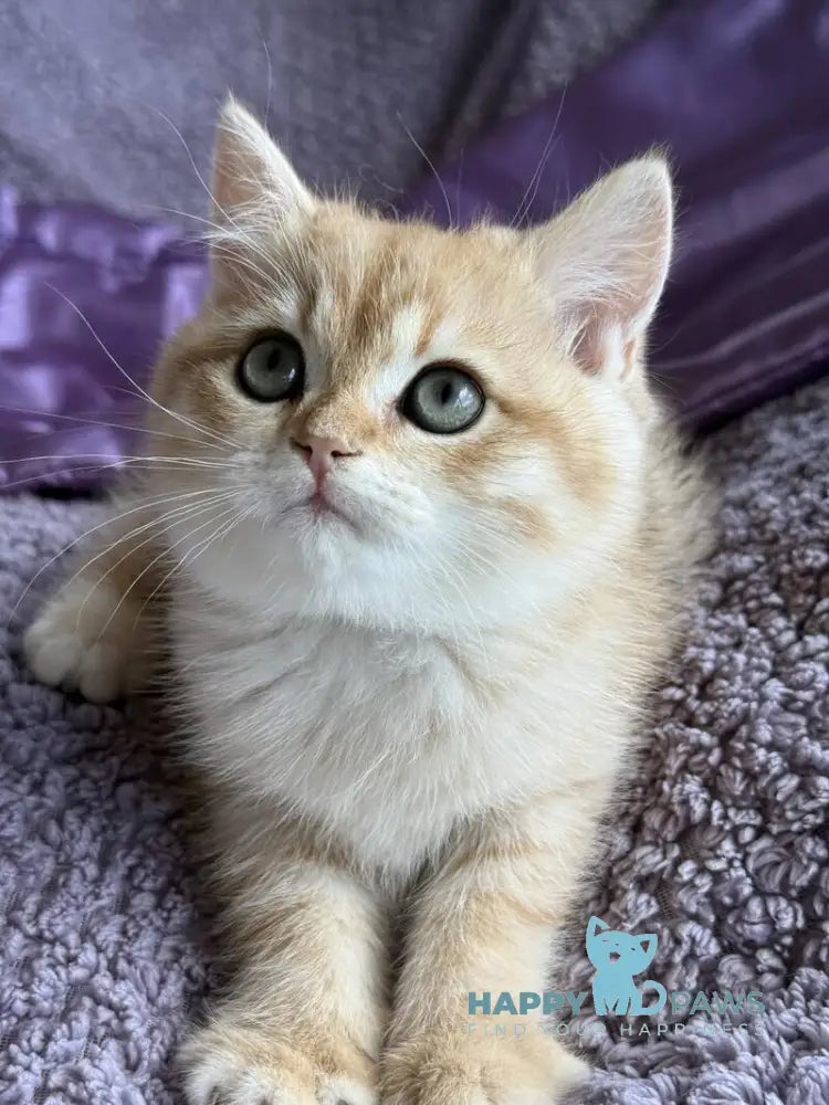 Ray British Shorthair male black golden spotted tabby live animals