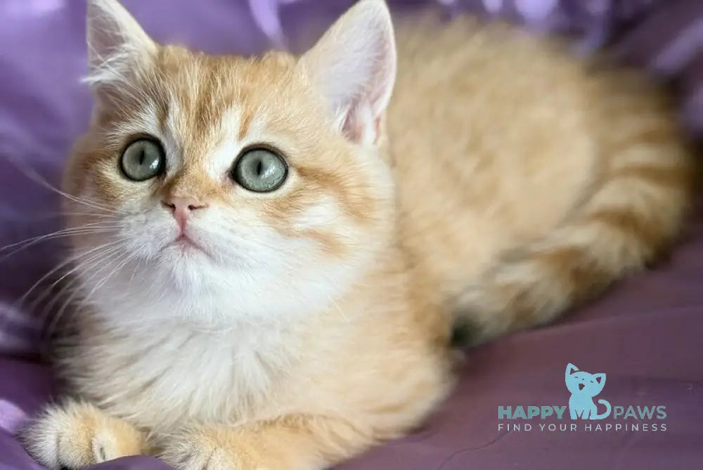 Ray British Shorthair male black golden spotted tabby live animals