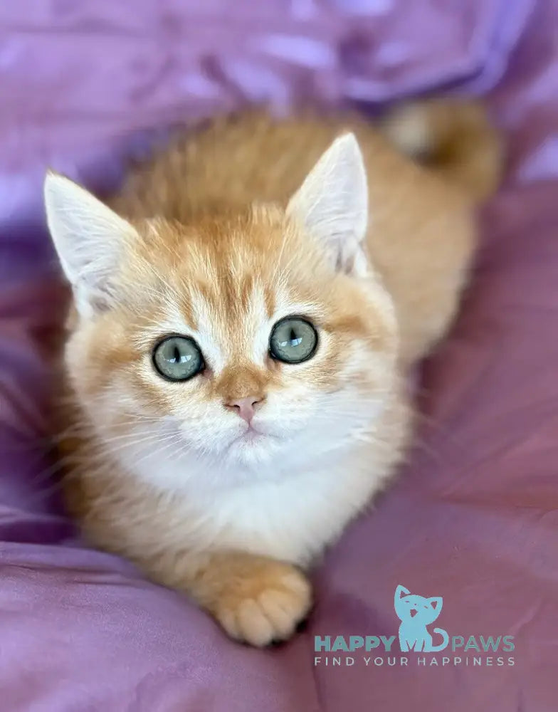 Ray British Shorthair male black golden spotted tabby live animals