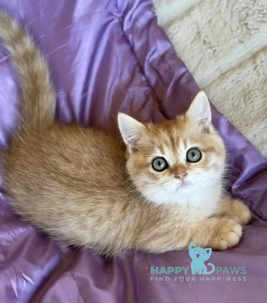 Ray British Shorthair male black golden spotted tabby live animals