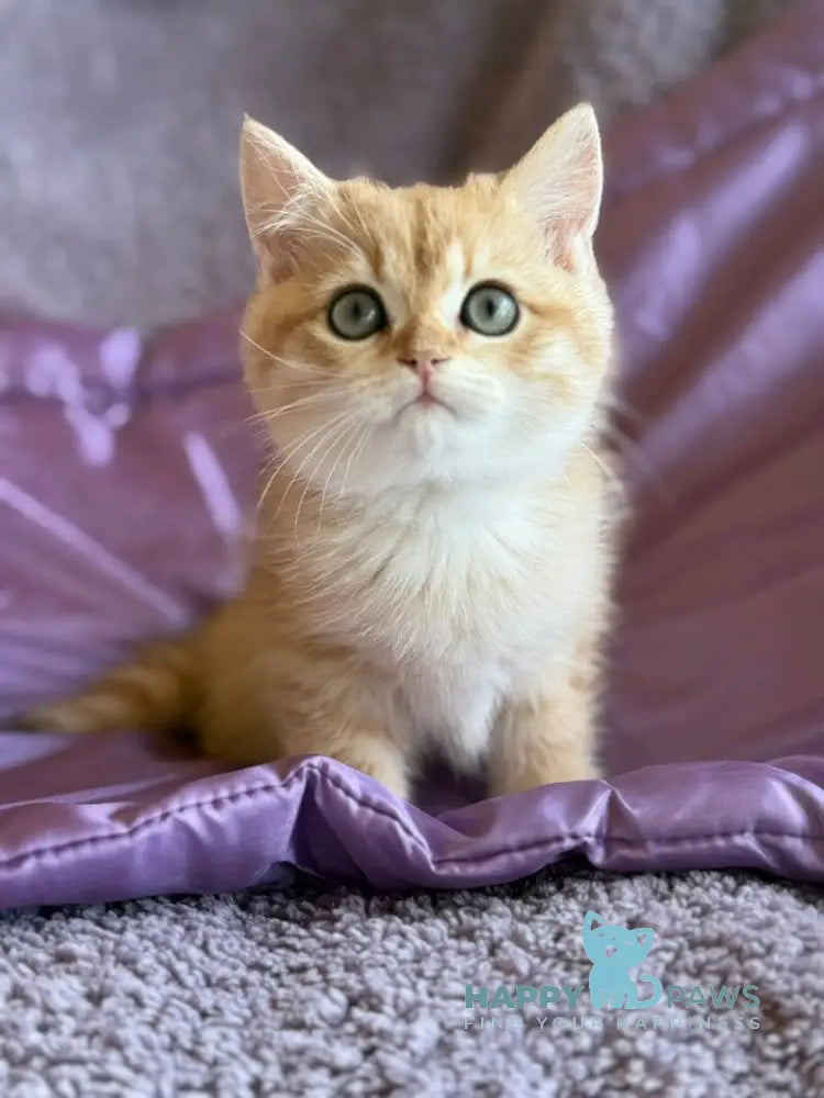 Ray British Shorthair male black golden spotted tabby live animals