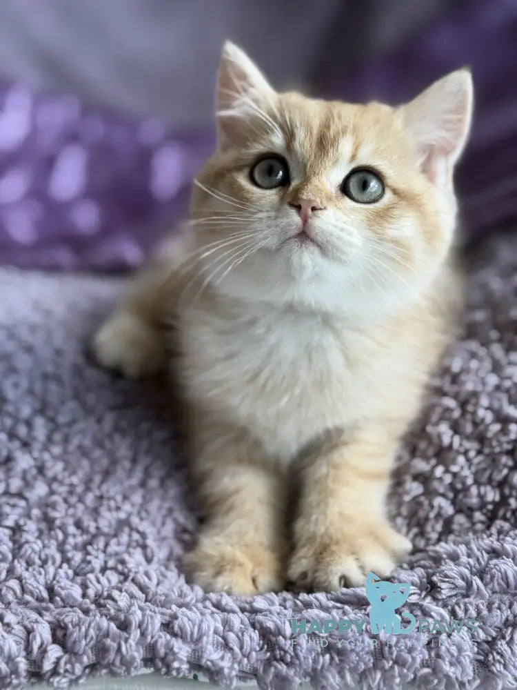 Ray British Shorthair male black golden spotted tabby live animals
