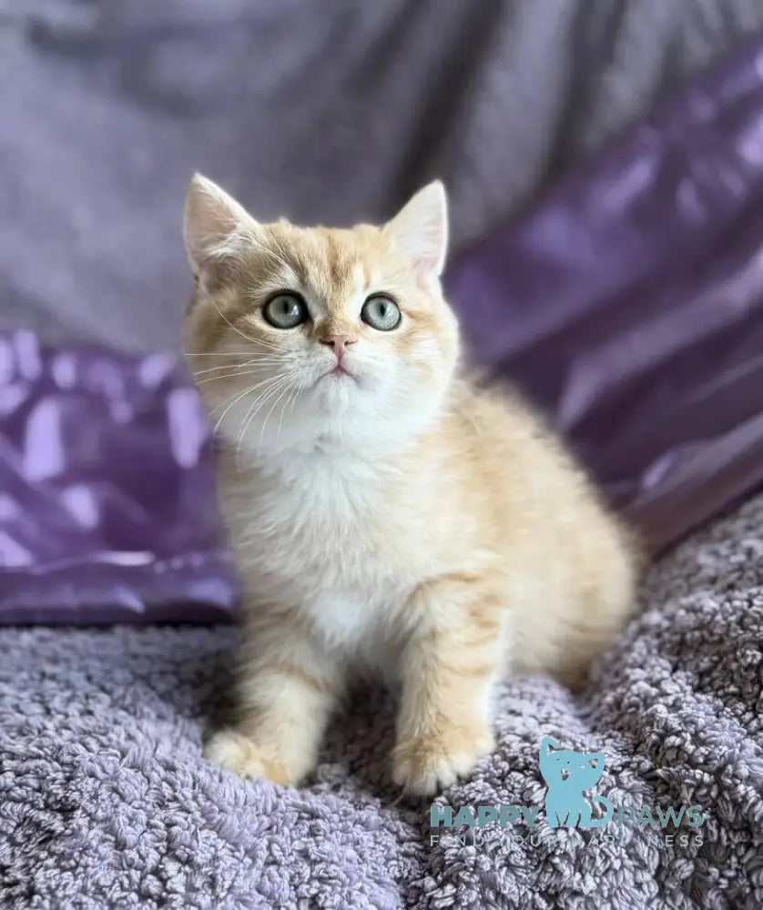 Ray British Shorthair male black golden spotted tabby live animals