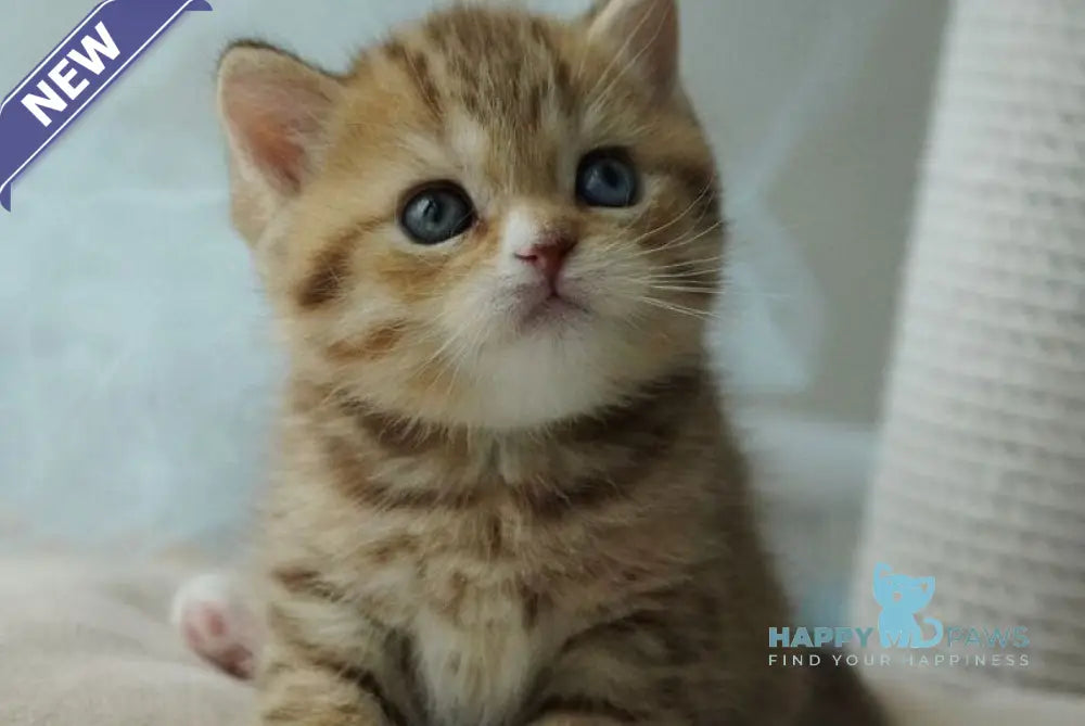 Ray British Shorthair male chocolate tabby with white live animals
