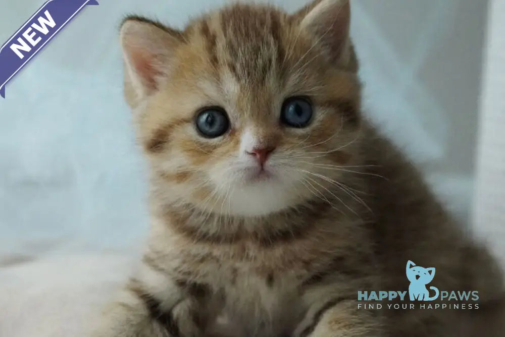 Ray British Shorthair male chocolate tabby with white live animals